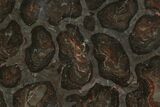Polished Stromatolite (Acaciella) from Australia - MYA #129225-1